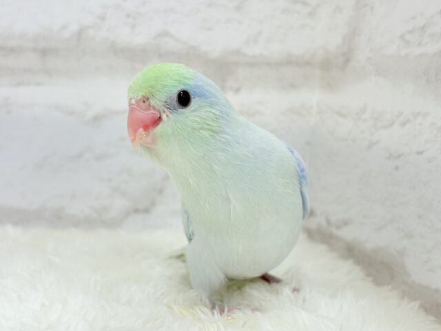 マメルリハ