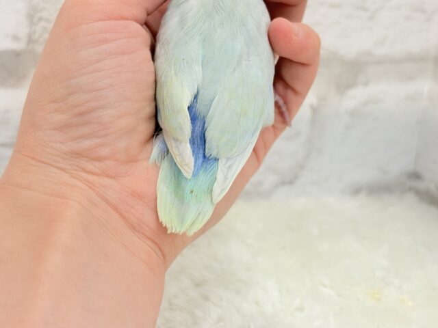 マメルリハ