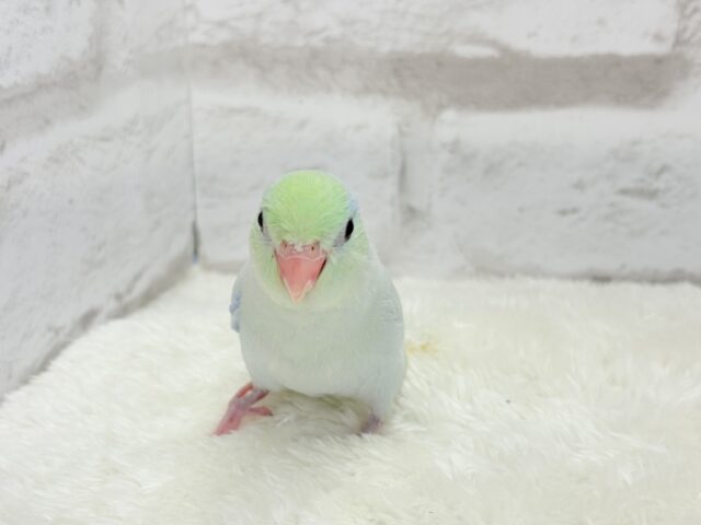 マメルリハ
