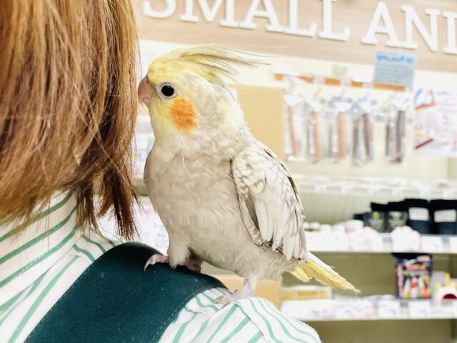 オカメインコ