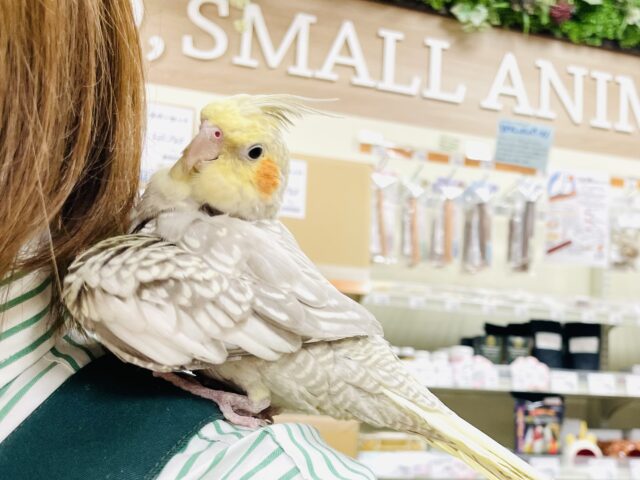 オカメインコ