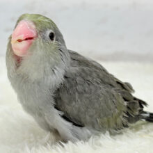 いつもと雰囲気が違う🫧ほわっとターコイズ感💎マメルリハ(ターコイズブラックモーブ) ヒナ