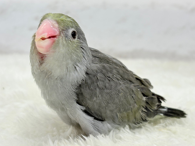 いつもと雰囲気が違う🫧ほわっとターコイズ感💎マメルリハ(ターコイズブラックモーブ) ヒナ