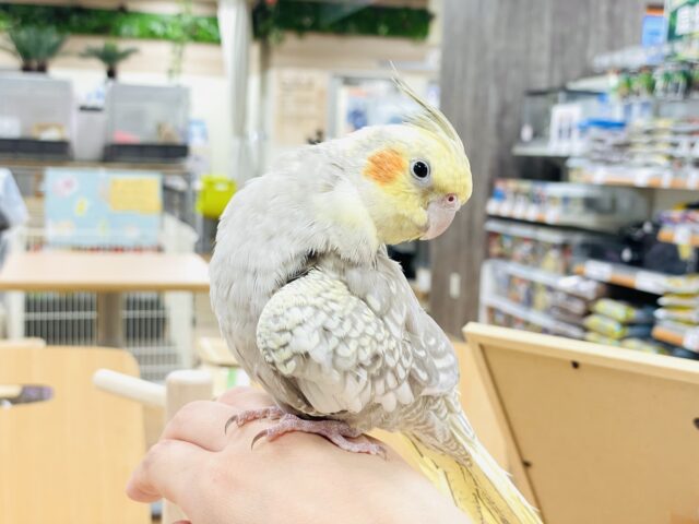 オカメインコ