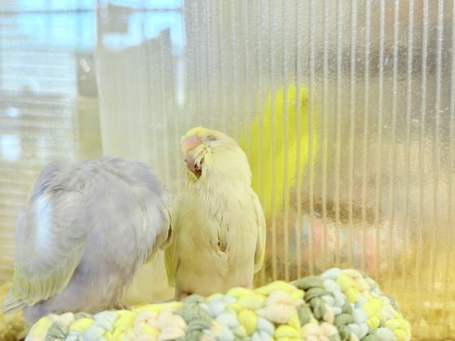 セキセイインコ