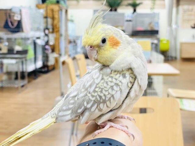 オカメインコ