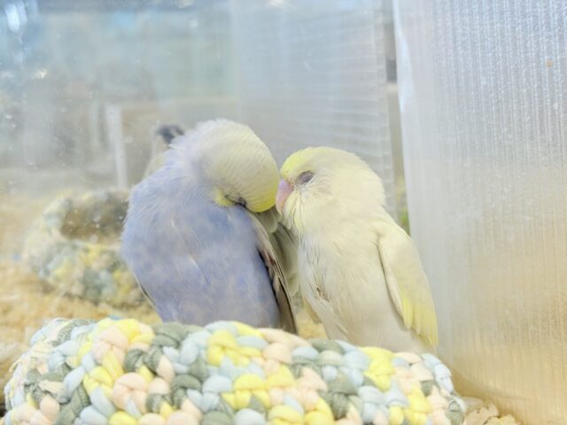 セキセイインコ