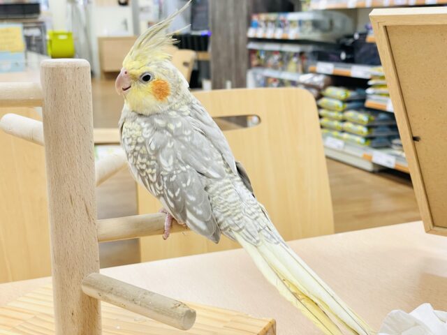 オカメインコ
