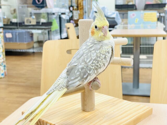 オカメインコ