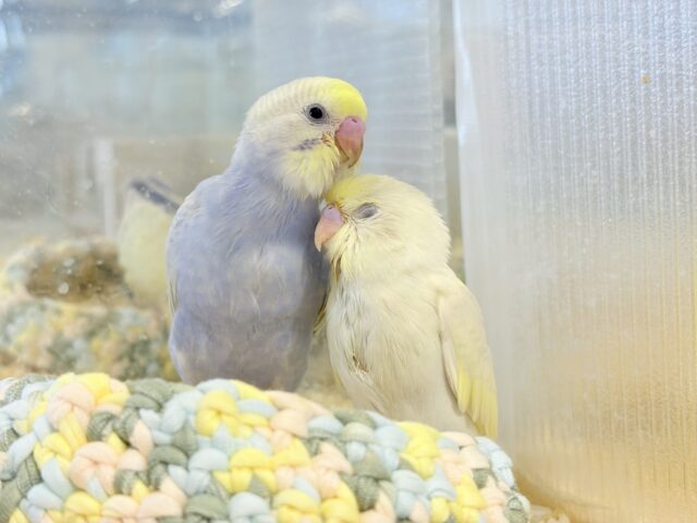 セキセイインコ