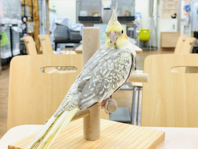 オカメインコ