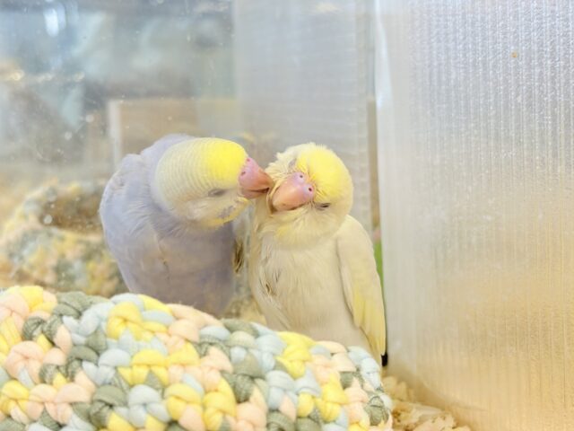 セキセイインコ