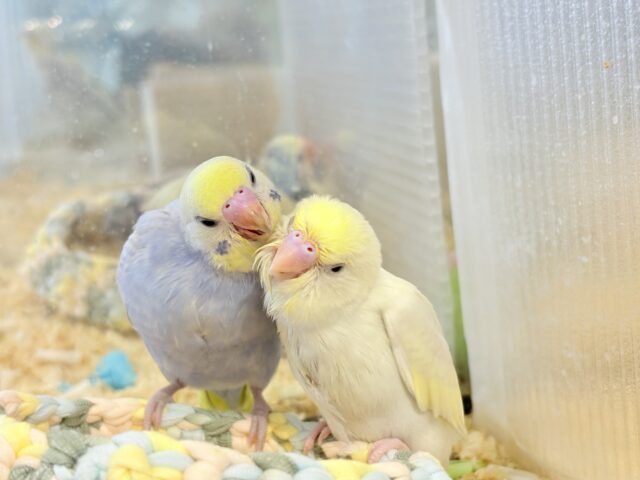 セキセイインコ