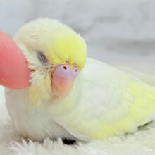 みんなの人気者🐥ひまわりちゃん🌻セキセイインコ(クリーム) ヒナ