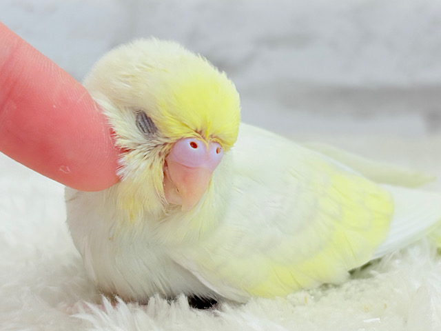 みんなの人気者🐥ひまわりちゃん🌻セキセイインコ(クリーム) ヒナ