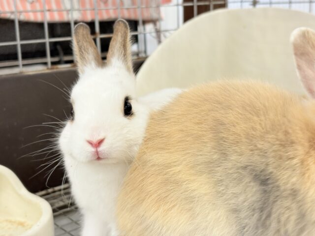 ミニウサギ