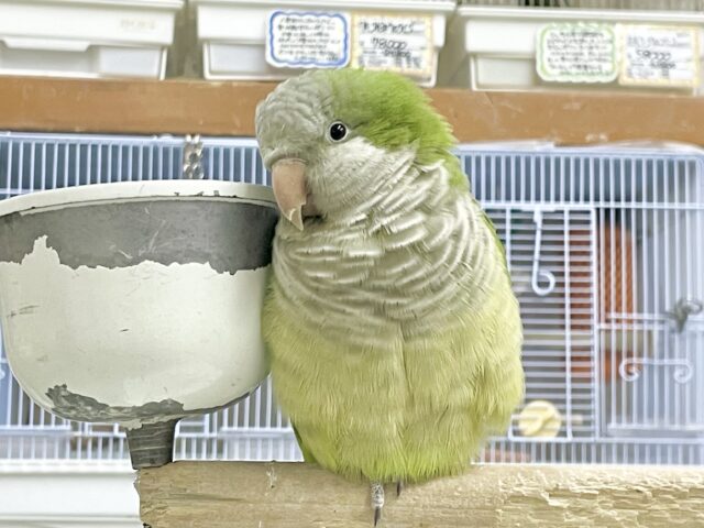 オキナインコ