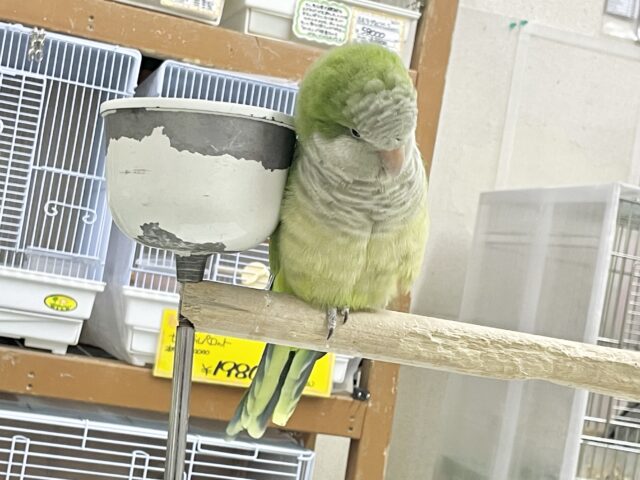 オキナインコ