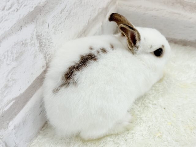 ミニウサギ