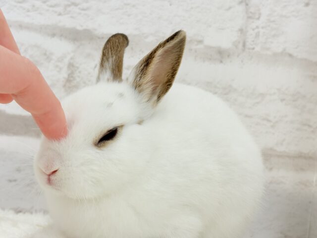 ミニウサギ