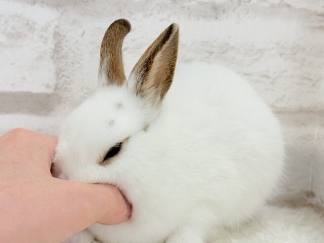 ミニウサギ