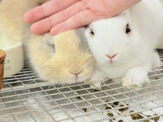 ミニウサギ