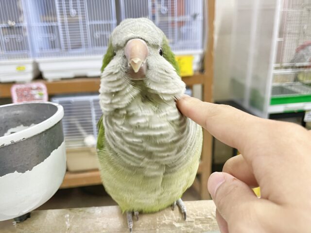 オキナインコ