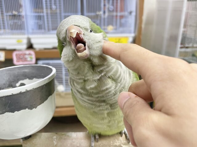 オキナインコ