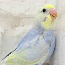 【最新画像更新🪄】可愛い子みーっけたっ！！！セキセイインコ(パステルレインボー) ヒナ