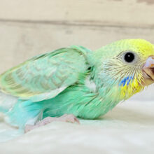 大きなおめめに吸い込まれちゃう🫧セキセイインコ(パステルカラーレインボー) ヒナ