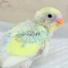 癒されクリームソーダ🍹🫧セキセイインコ(パステルカラーレインボーパイド) ヒナ