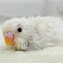 ほんわか〜おっとり〜🫧セキセイインコ(ダブルファクター) ヒナ