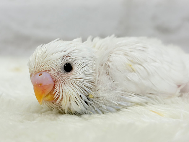 ほんわか〜おっとり〜🫧セキセイインコ(ダブルファクター) ヒナ