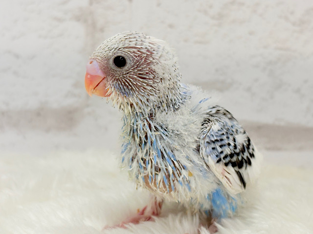 元気いっぱい‪☆好奇心旺盛さん~♩♩セキセイインコ(パイド) ヒナ
