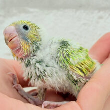 若草カラーの赤ちゃんです🐣🌿セキセイインコ(スパングル) ヒナ