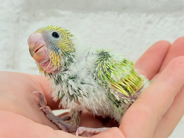 若草カラーの赤ちゃんです🐣🌿セキセイインコ(スパングル) ヒナ