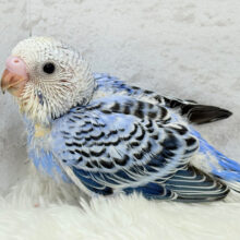 安心感たっぷり♬*°セキセイインコ(オパーリン) ヒナ