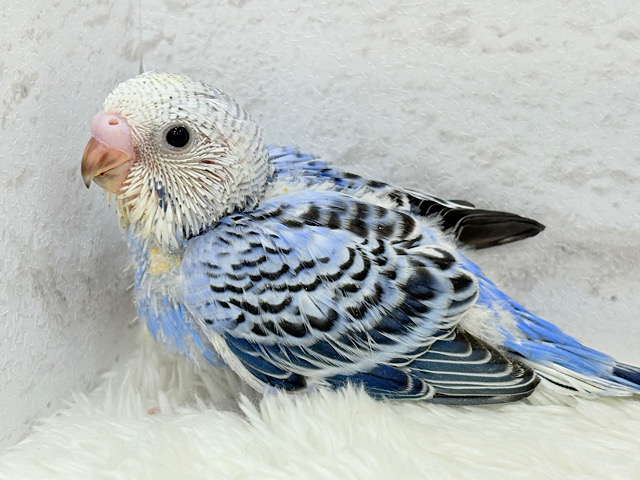 安心感たっぷり♬*°セキセイインコ(オパーリン) ヒナ