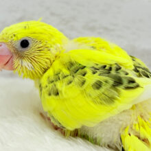 ミツバチカラーの人気者🐝⋆゜セキセイインコ(ハルクイン) ヒナ