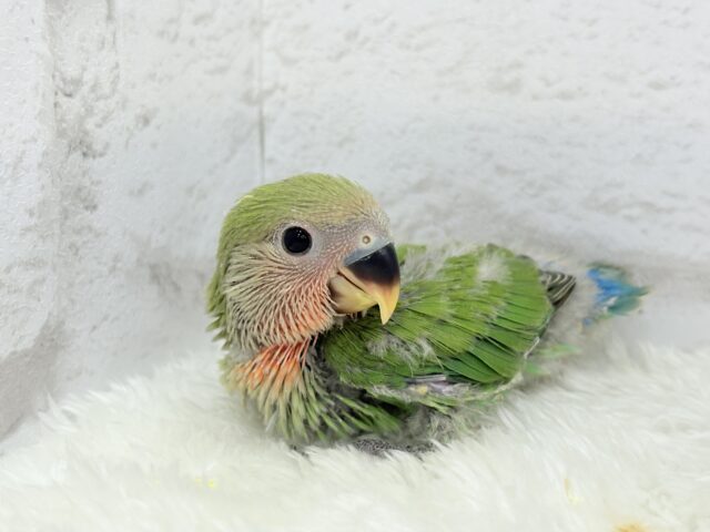 コザクラインコ（小桜インコ）