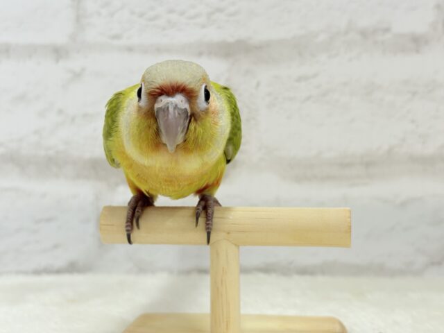 ホオミドリウロコインコ
