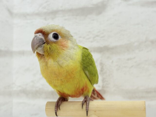 ホオミドリウロコインコ