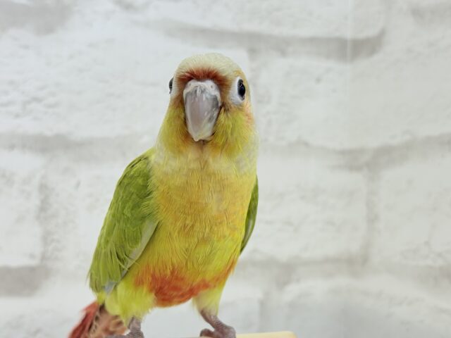 ホオミドリウロコインコ