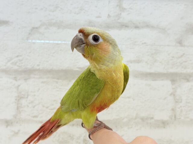 ホオミドリウロコインコ
