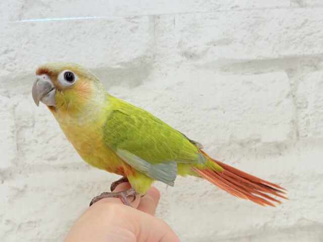 ホオミドリウロコインコ