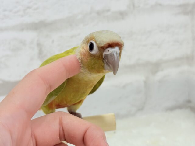 ホオミドリウロコインコ