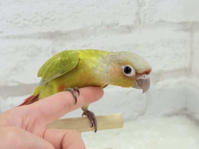 ホオミドリウロコインコ