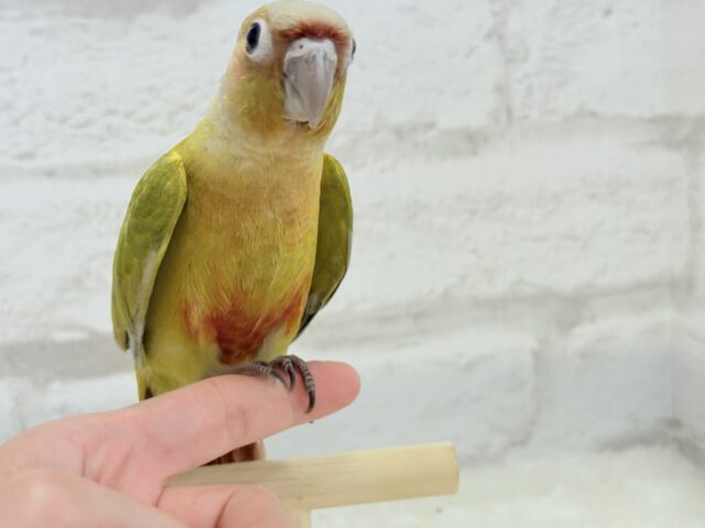ホオミドリウロコインコ