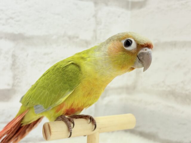 ホオミドリウロコインコ