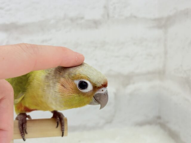 ホオミドリウロコインコ